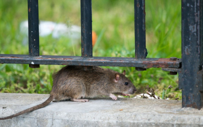 New York City rats can catch the coronavirus that causes Covid-19, study finds