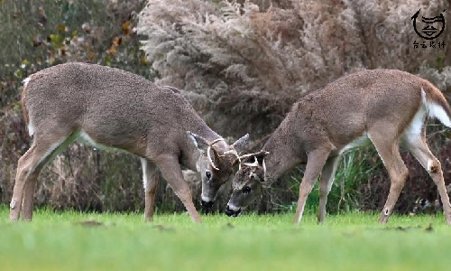 Coronavirus spreads in deer and other animals. Scientists worry about what that means for people