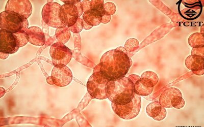 ‘White fungus’: Drug-resistant fungal infections pose threat to India patients